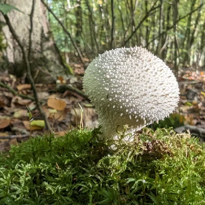 Si :mastodon: (he/him)