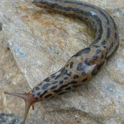 Niedliche Nacktschnecke ☑️